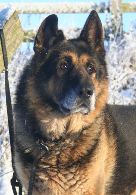 scooby